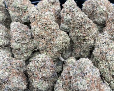 Candy Cane cannabis buds – sweet hybrid strain