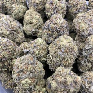 Cheetah Piss cannabis flower buds – potent THC-rich hybrid strain